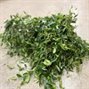 CODONANTHE 12 CM GRACILIS 1X8